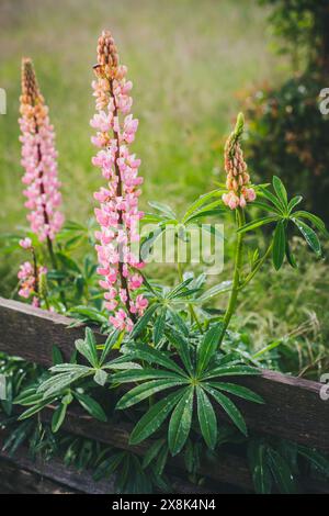 Lupins roses (lupin) Banque D'Images