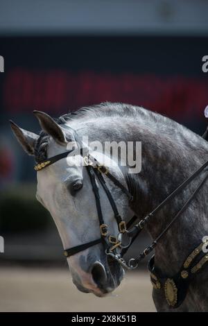 tir de tête de cheval ou portrait de cheval andalou espagnol gris en cuir anglais double bride deux ensembles de rênes montrant des chevaux de dressage oreilles en avant Banque D'Images