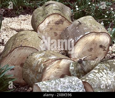 Environnement, bois et arbres pour le bois dans la nature pour l'agriculture, l'agriculture et les entreprises durables. Contexte, déforestation et gros plan des grumes Banque D'Images