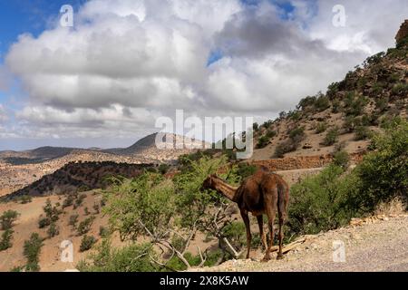 Un dromadaire broutant et mangeant des feuilles d'un arbre sur le bord d'une route dans les Altlas Moutnains du sud du Maroc Banque D'Images