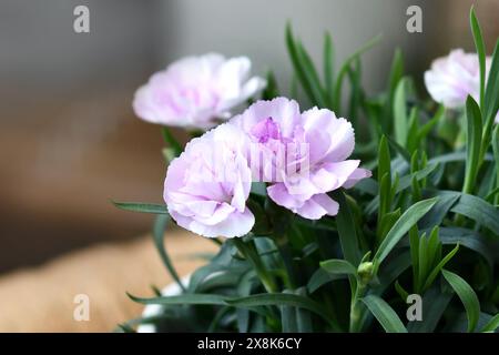 Fleurs de Dianthus violet clair plante Banque D'Images