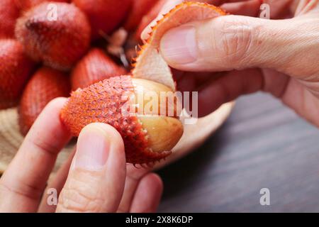 Gros plan de la main épluchant le fruit du Salak en pinçant sa pointe et en tirant dessus Banque D'Images