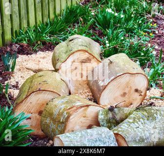 Matériaux, bois et arbres pour le bois dans la nature pour l'agriculture, l'agriculture et les entreprises durables. Contexte, déforestation et gros plan des grumes, souche Banque D'Images