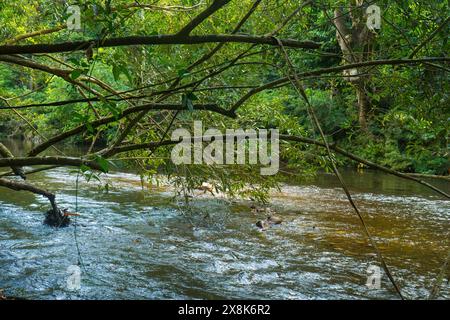 Jetée de taxi d'eau garée dans une jungle de la rivière Tahan dans le parc national de Taman Negara, Malaisie Banque D'Images