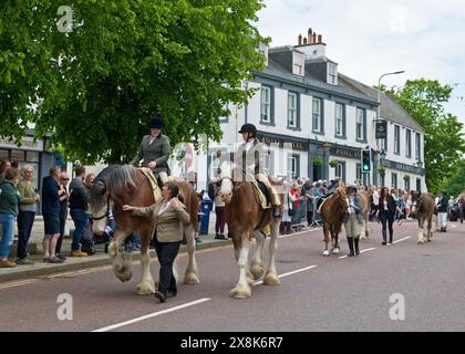 Chevaux Clydesdale. Penicuik sur Parade. High Street, Penicuik, Midlothian, Écosse Banque D'Images