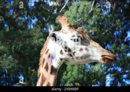 Girafe au zoo de Wellington, Île du Nord, Nouvelle-Zélande Banque D'Images