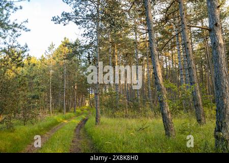 Un sentier forestier mène à travers le grand pin noir européen (Pinus nigra), la lumière du soleil du soir brille à travers les arbres, Neunkirchen, plus bas Banque D'Images