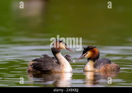 Gros plan de deux grands grebes à crête (poisson-côtes Podiceps) nageant sur un lac, Kassel, Hesse, Allemagne Banque D'Images