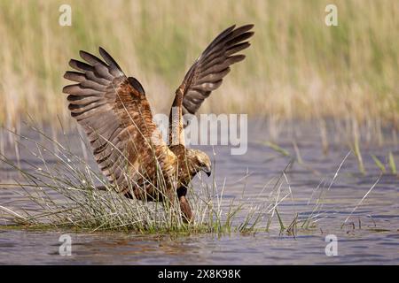 WESTERN Marsh-harrier (Circus aeruginosus) oiseau de proie de taille moyenne, femelle, chassant dans les roseaux, cherchant des proies au bord de l'eau, buvant Banque D'Images