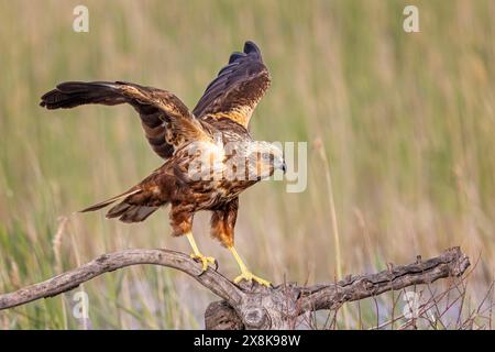 WESTERN Marsh-harrier (Circus aeruginosus) oiseau de proie de taille moyenne, femelle, chassant en roseaux, cherchant de la nourriture, défendant son propre territoire Banque D'Images