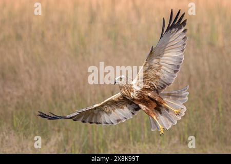 WESTERN Marsh-harrier (Circus aeruginosus) oiseau de proie de taille moyenne, mâle, chassant dans les roseaux, à la recherche de nourriture, défendant son propre territoire, voler Banque D'Images