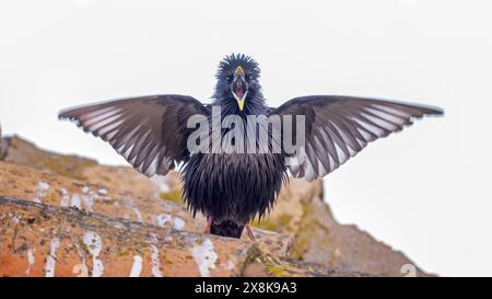 Étourneaux sans tache (Sturnus unicolor) mâles qui s'accouplent et chantent, ailes déployées, saison d'accouplement, imposantes, attirant les femelles, Tolède, Espagne Banque D'Images