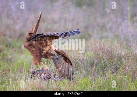 WESTERN Marsh-harrier (Circus aeruginosus) oiseau de proie de taille moyenne, femelle, chassant en roseaux, cherchant de la nourriture, défendant son propre territoire Banque D'Images