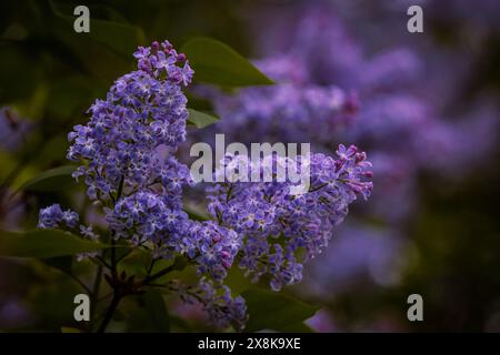 Arbres de lilas magnifiquement colorés en pleine floraison au printemps à Prague, République tchèque, Europe. Vibes printanières pleines de belles fleurs, de couleurs et de senteurs. Banque D'Images