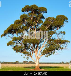 Une image carrée d'un eucalyptus avec une écorce pâle dans la lumière de fin d'après-midi près de la ville de Quairading dans la région de Wheatbelt en Australie occidentale. Banque D'Images