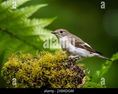 Aberystwyth, Ceredigion, pays de Galles, Royaume-Uni. 26 mai 2024. Le printemps dans le centre du pays de Galles et les mouches de pied sont retournés dans les bois pour nicher. Ces petits oiseaux vivent en Afrique et migrent vers le nord de l'Europe au printemps, revenant à la fin de l'été/au début de l'automne. Le mâle est aussi triking noir et blanc tandis que la femelle est une nuance plus brunie mais égale frappante. Crédit : Phil Jones/Alamy Live News Banque D'Images