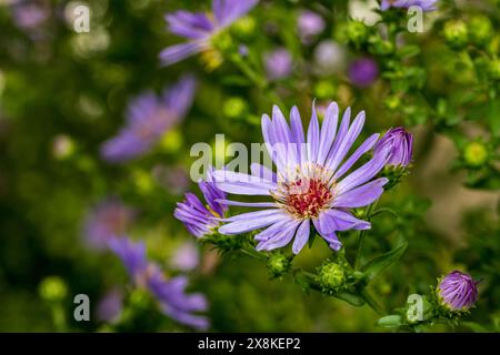 Fleur d'Aster pourpre poussant dans le jardin. Jardin de fleurs sauvages, jardinage et concept d'habitat de pollinisateurs. Banque D'Images