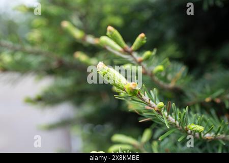 Branche d'épinette fraîche dans la forêt de printemps. Branches de sapin avec pousses vertes fraîches. Jeunes pousses de sapin en croissance sur la branche. Fond de conifères naturel te Banque D'Images