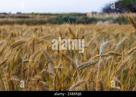 Un champ de blé doré se prélasse au soleil, une scène rurale de nature luxuriante avec des grains d'emmer et de seigle cultivés comme aliments biologiques pour la subsistance. Banque D'Images