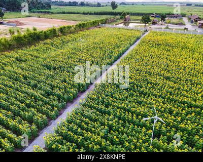 Vue aérienne de tournesol en floraison dans le champ de plantation et sentier à travers elle dans la campagne Banque D'Images
