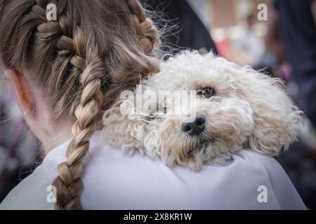 Londres, Royaume-Uni. 26 mai 2024. Le Greenwich Dog Show revient pour une deuxième année dans le parc de l'Old Royal Naval College. Crédit : Guy Corbishley/Alamy Live News Banque D'Images