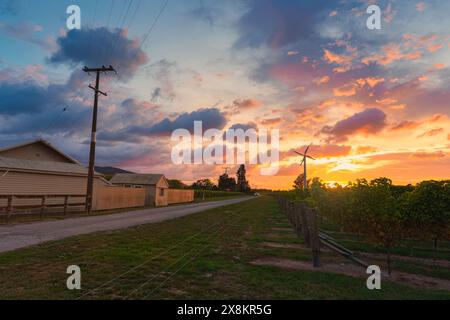 Ciel coloré du matin au-dessus du champ agricole de vignoble avec moulin à vent pendant l'automne dans la campagne à la Nouvelle-Zélande Banque D'Images