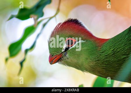 Turaco fischer adulte, tauraco fischeri, portrait rapproché avec espace pour le texte. Cet oiseau coloré est presque menacé dans la nature et est endémique Banque D'Images