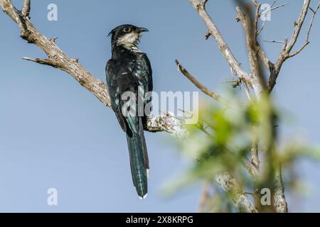 Pied coucou debout sur une branche isolée dans le ciel bleu dans le parc national Kruger, Afrique du Sud ; espèce Clamator jacobinus famille des Cuculidae Banque D'Images