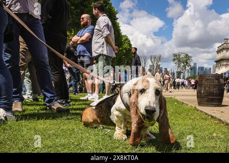 Londres, Royaume-Uni. 26 mai 2024. George, un chien de basset de 14 ans, se repose. Le populaire Greenwich Dog Show revient sur le terrain de l'Old Royal Naval College à Greenwich, cette année avec la juge Jodie McCallum. Les chiens de toutes races et tailles concourent dans les classes de chiens, y compris la queue la plus charnue, le chien le plus scruffile et le chiot le plus mignon. Crédit : Imageplotter/Alamy Live News Banque D'Images