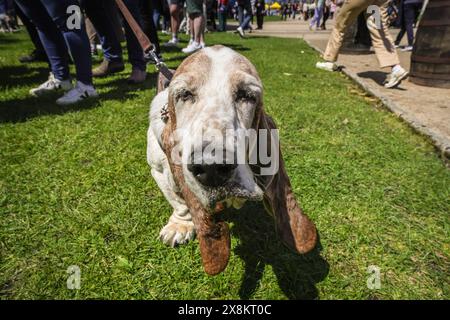 Londres, Royaume-Uni. 26 mai 2024. George, un chien de basset de 14 ans, se repose. Le populaire Greenwich Dog Show revient sur le terrain de l'Old Royal Naval College à Greenwich, cette année avec la juge Jodie McCallum. Les chiens de toutes races et tailles concourent dans les classes de chiens, y compris la queue la plus charnue, le chien le plus scruffile et le chiot le plus mignon. Crédit : Imageplotter/Alamy Live News Banque D'Images