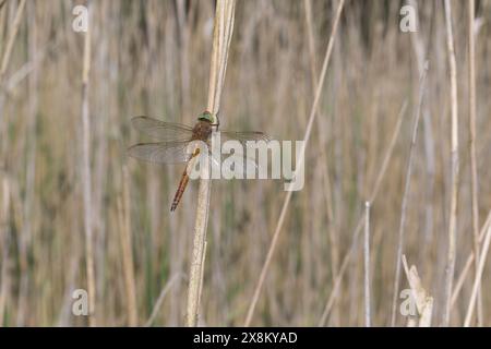 Keilflecklibelle, Keilfleck-Mosaikjungfer, Keilfleck-Libelle, Aeshna isocèle, Anaciaeschna isocèle, Isoaeschna isocèles, faucon aux yeux verts, Norfolk Banque D'Images