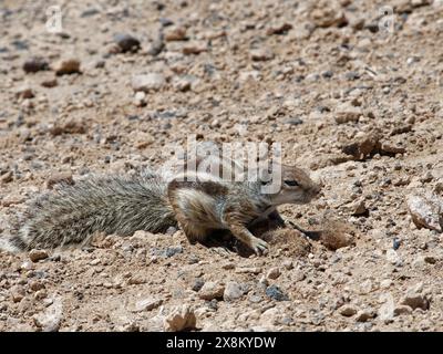 Écureuil barbaresque (Atlantoxerus getulus) enfouissant de la nourriture dans un sol meuble, Fuerteventura, îles Canaries, septembre. Banque D'Images