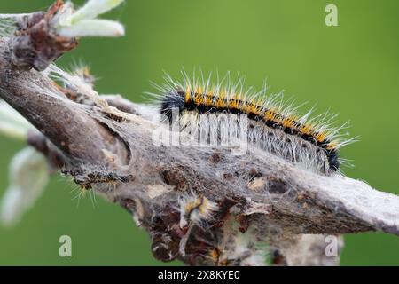 Baumweißling, Raupe, Jungraupe auf Gespinst, Baum-Weißling, Baumweissling, aporia crataegi, noir veiné blanc, chenille, le Gazé, la piéride de l' Banque D'Images