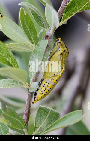 Baumweißling, Puppe, Baum-Weißling, Baumweissling, Aporia crataegi, blanc à veines noires, pupa, pupe, le Gazé, la piéride de l'aubépine Banque D'Images
