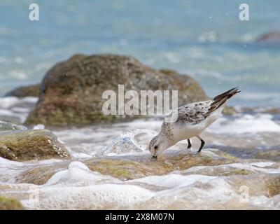 Sanderling (Calidris alba) se nourrissant sur des rochers lavés par les vagues, plage de Sotavento, Jandia, Fuerteventura, îles Canaries, septembre. Banque D'Images