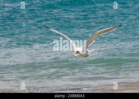 Goéland à pattes jaunes (Larus michahellis) volant avec un Pompano / Silverfish (Trachinotus ovatus) qu'il a capturé dans son bec, Fuerteventura, îles Canaries. Banque D'Images