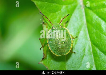 Green Shield Bug nymphe sur une feuille, Palomena Prasina Banque D'Images