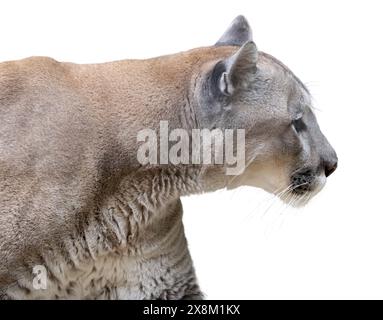 Portrait d'une belle lionne adulte isolée sur un fond blanc. Banque D'Images