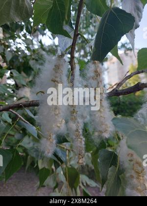 Peuplier. Peluches de peuplier. Les grappes de graines de peuplier et de peluches s'ajustent étroitement les unes aux autres sur les branches de l'arbre. Banque D'Images