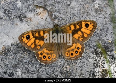 Papillon mural, Longstone Edge, Derbyshire. Autrefois commun mais maintenant très localisé. Celui-ci est une aberration avec un petit oeil supplémentaire sur l'aile antérieure. Banque D'Images