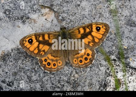 Papillon mural, Longstone Edge, Derbyshire. Autrefois commun mais maintenant très localisé. Celui-ci est une aberration avec un petit oeil supplémentaire sur l'aile antérieure. Banque D'Images