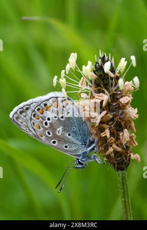 Mâle perché papillon bleu commun, Derbyshire Banque D'Images