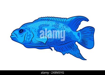 Cichlasoma Blue Jack Dempsey. Poisson à nageoires de raie d'eau douce de la famille des Cichlid. Illustration vectorielle d'icône de poissons tropicaux sur fond blanc, aquar Illustration de Vecteur