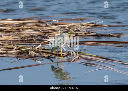 Heron strié - Butorides striata - Pantanos de Villa Wildlife refuge, Pérou. Alimentation des oiseaux adultes parmi les roseaux Banque D'Images