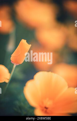 Gros plan d'un bourgeon de coquelicot doré californien s'ouvrant dans un champ de coquelicots orange flous Banque D'Images