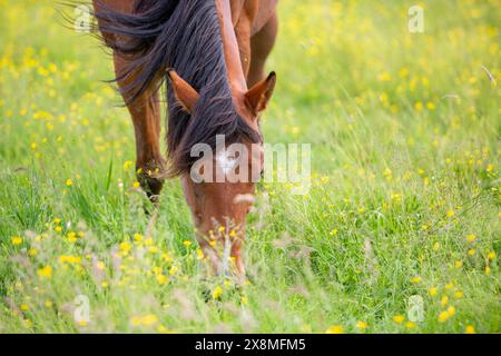 un cheval brun pèle dans la prairie avec des fleurs jaunes en forme de papillon Banque D'Images