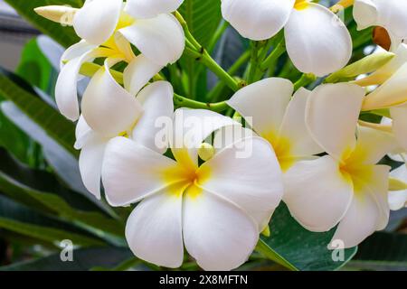 De belles fleurs de plumeria blanches ont fleuri sur une branche d'arbre, gros plan. Fond floral tropical. Banque D'Images