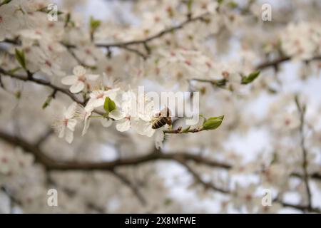 Une abeille à miel atterrissant sur une fleur de pomme au début du printemps Banque D'Images