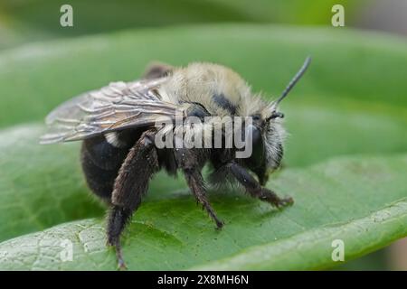 Gros plan facial naturel sur une abeille Digger mâle nord-américaine ressemblant à Bumblebee, Anthophora bomboides assis sur une feuille verte Banque D'Images