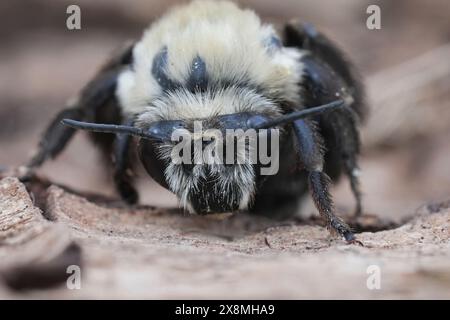 Gros plan facial naturel sur une abeille Digger mâle nord-américaine semblable à Bumblebee, Anthophora bomboides assis sur du bois Banque D'Images